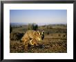 Close View Of A Gray Fox In The Atacama Desert by Joel Sartore Limited Edition Print