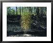 New Pine Tree Grows From Scorched Earth After A Fire by Raymond Gehman Limited Edition Pricing Art Print