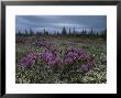 Beautiful Field Of Lapland Rosebay by Norbert Rosing Limited Edition Print