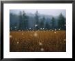 Cotton Grass, Sedges And A Red Spruce Forest In A Bog by Raymond Gehman Limited Edition Print