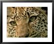 Close-Up Of The Face Of A Leopard, Panthera Pardus, Mombo, Okavango Delta, Botswana by Beverly Joubert Limited Edition Print