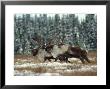 Trio Of Caribou Bulls Migrate, St. Elias National Park, Alaska by Michael S. Quinton Limited Edition Print