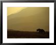 Grizzly Stalks The Alaskan Tundra, Denali National Park, Alaska by Michael S. Quinton Limited Edition Print