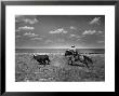 Biffin Ranch by Alfred Eisenstaedt Limited Edition Pricing Art Print