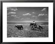 Biffin Ranch by Alfred Eisenstaedt Limited Edition Print