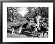 Dog Walkers In Central Park by Alfred Eisenstaedt Limited Edition Pricing Art Print