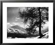 Tree On Alpine Slopes Of Winter Resort. Peak In Background In Piz Corvatsch by Alfred Eisenstaedt Limited Edition Print