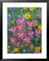 Blue Bonnets, Arnica, And Indian Paintbrush, Near Cuero, Texas, Usa by Darrell Gulin Limited Edition Print