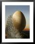 A Guinea Fowl Egg And Feather by Manfred Seelow Limited Edition Pricing Art Print