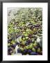 Olive Harvest (Tenuta San Vito, Tuscany, Italy) by Hans-Peter Siffert Limited Edition Pricing Art Print