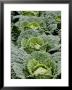 Savoy Cabbages In The Field by Sara Deluca Limited Edition Print