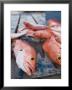 Goldeneye Fish, Caye Caulker, Belize by Russell Young Limited Edition Print