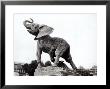 Young Elephant Caught In A Trap by Adolphe Giraudon Limited Edition Print