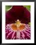 Close View Of A Red Orchid, Groton, Connecticut by Todd Gipstein Limited Edition Print