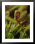 Mosquito Trapped By A Sundew, Carnivourous Plant, Drosera Capensis, Australia by Jason Edwards Limited Edition Print