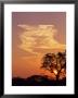 Sunset Through A Silhoetted Acacia Tree, South Africa by Ralph Lee Hopkins Limited Edition Print
