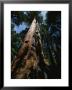 Skyward View Of Towering Sequoia Trees, California by James P. Blair Limited Edition Print