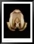 Orchid by Joyce Tenneson Limited Edition Pricing Art Print