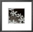 Orchid Denrobium by Steven N. Meyers Limited Edition Print