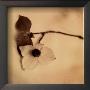 Sepia Dogwoods I by Heather Johnston Limited Edition Print