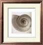 Snail Shell by Mandolfo Limited Edition Pricing Art Print