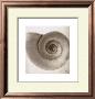 Snail Shell by Mandolfo Limited Edition Print