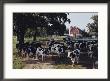 Herd Of Dairy Cows On A Farm In Illinois by B. Anthony Stewart Limited Edition Print