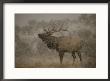 Wapiti, Or Elk, Male Amidst Falling Snow by Norbert Rosing Limited Edition Print