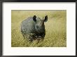 A Straight On View Of A Rhinoceros In A Field Of Tall Grass by Todd Gipstein Limited Edition Pricing Art Print