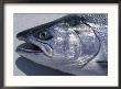 A Close View Of The Head Of A King Salmon, Oncorhynhus Tshawytscha by Bill Curtsinger Limited Edition Print