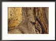 Close View Of The Weathered Surface Of A 1,500-Year-Old Bristlecone Pine by George F. Mobley Limited Edition Print