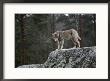 Wolf On Rock by Mattias Klum Limited Edition Pricing Art Print