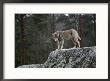 Wolf On Rock by Mattias Klum Limited Edition Print