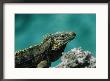 A Cuban Iguana, Cyclura Nubila, Rest On A Shoreside Rock by Steve Winter Limited Edition Print