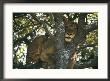 Lioness Resting In The Crotch Of A Tree by Chris Johns Limited Edition Print