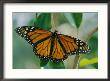 A Close View Of A Intricately Patterned Monarch Butterfly by Joel Sartore Limited Edition Print