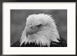 A Black And White Portrait Of An American Bald Eagle by Norbert Rosing Limited Edition Print