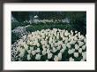 White Tulips And Daffodils Complement A White Swan Taking A Nap On A Pond by Sisse Brimberg Limited Edition Print