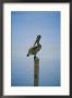 A Pelican Perches Atop A Dock Piling by Skip Brown Limited Edition Print