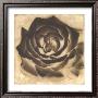 Rosa Negra Pero Bella by Patricia Quintero-Pinto Limited Edition Print