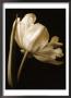 Champagne Tulip I by Charles Britt Limited Edition Print
