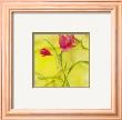 Freshness Of Spring by Lucile Prache Limited Edition Print