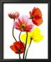 Multi Colored Poppies by Cedric Porchez Limited Edition Print