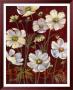 California Cosmos by Shari White Limited Edition Print