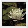 Lotus Jewel I by Jan Sacca Limited Edition Print