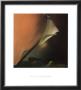 Calla Lily Iv by Carnochan Limited Edition Print