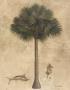 Exotic Palm by T. C. Chiu Limited Edition Pricing Art Print