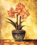Pink Amaryllis by Tina Chaden Limited Edition Pricing Art Print