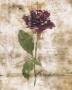 Rose Of Verona I by Melissa Mcgill Limited Edition Print