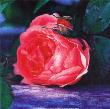 Rose, The by Jenny Dreifuss Limited Edition Pricing Art Print
